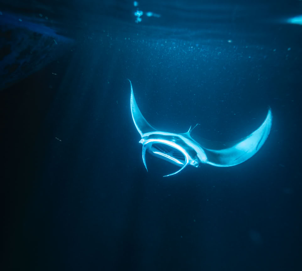 Binôme de plongeurs